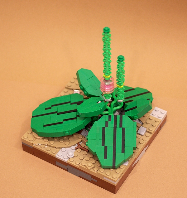 LEGO MOC - 16x16: Ботаника - Подорожник: <br><p align=left></i> Некоторые, однако, верят, что магические свойства этого растения помогают восстанавливать работоспособность механизмов, устройств и строений. Существуют задокументированные свидетельства прикладываний листьев этого замечательного растения к сломанным телефонам, автомобилям, к трещинам в стенах домов или в дорожном покрытии.
