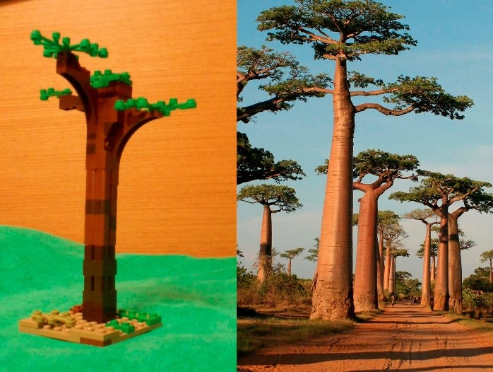 LEGO MOC - 16x16: Ботаника - Баобаб: Вот мой баобаб рядом с настоящим. Он растет на <br />
Мадагаскаре. Он ещё молодой, поэтому худенький.
